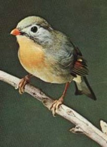  Image name: usignolo.jpg 
 width: 218 pixel 
 height: 300 pixel 
 Size: 17165 bytes 
 Click to enlarge 