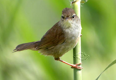  Image name: Usignolo2.jpg 
 width: 400 pixel 
 height: 276 pixel 
 Size: 58378 bytes 
 Click to enlarge 