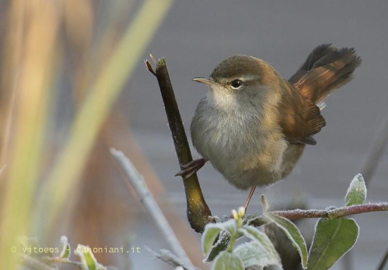  Image name: usignolo3.jpg 
 width: 800 pixel 
 height: 558 pixel 
 Size: 40075 bytes 
 Click to enlarge 