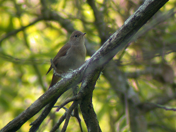  Image name: usignolo4.jpg 
 width: 600 pixel 
 height: 450 pixel 
 Size: 75362 bytes 
 Click to enlarge 