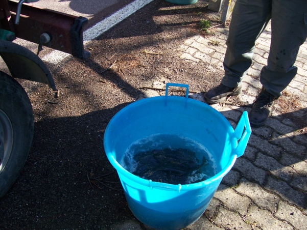  Image name: Pesca04.jpg 
 width: 601 pixel 
 height: 452 pixel 
 Size: 277825 bytes 
 Click to enlarge 