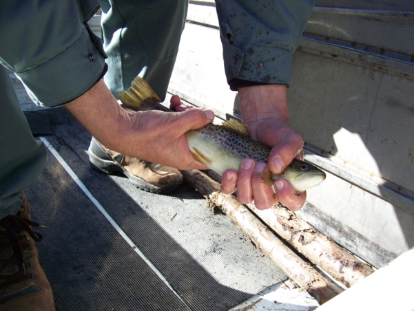  Image name: Pesca11.jpg 
 width: 601 pixel 
 height: 452 pixel 
 Size: 228684 bytes 
 Click to enlarge 