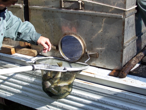  Image name: Pesca34.jpg 
 width: 601 pixel 
 height: 452 pixel 
 Size: 250021 bytes 
 Click to enlarge 