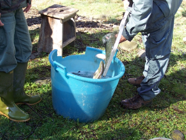  Image name: Pesca36.jpg 
 width: 601 pixel 
 height: 452 pixel 
 Size: 294236 bytes 
 Click to enlarge 