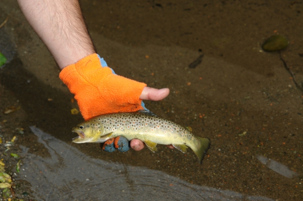  Image name: Pesca73.jpg 
 width: 601 pixel 
 height: 400 pixel 
 Size: 173003 bytes 
 Click to enlarge 