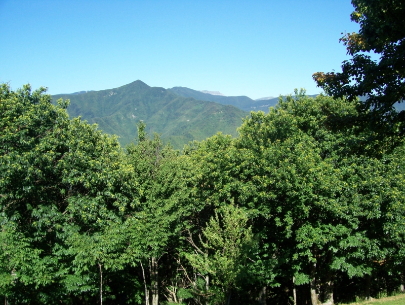  Image name: Frassignoni017.jpg 
 width: 800 pixel 
 height: 601 pixel 
 Size: 528047 bytes 
 Click to enlarge 