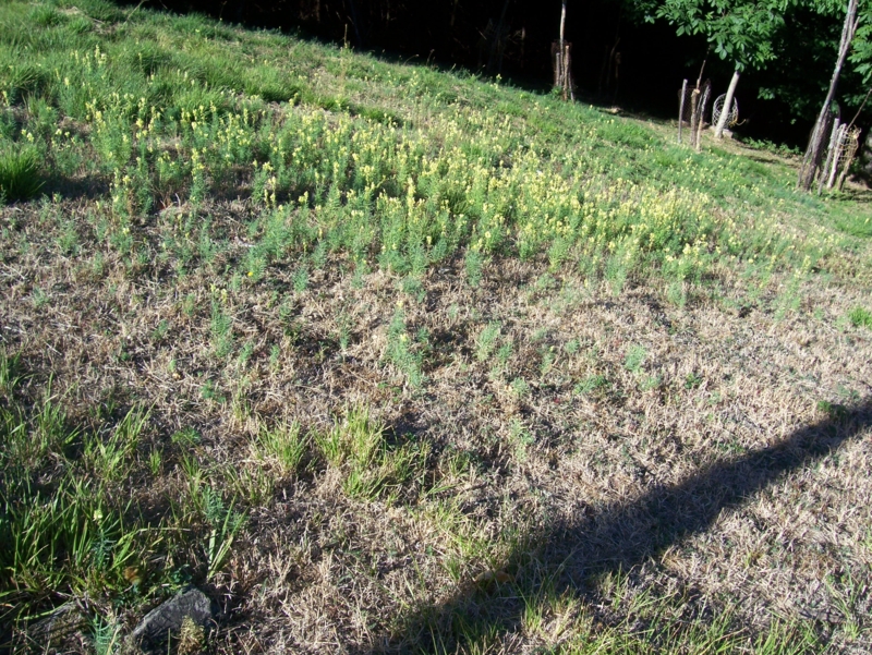  Image name: Frassignoni018.jpg 
 width: 800 pixel 
 height: 601 pixel 
 Size: 639927 bytes 
 Click to enlarge 