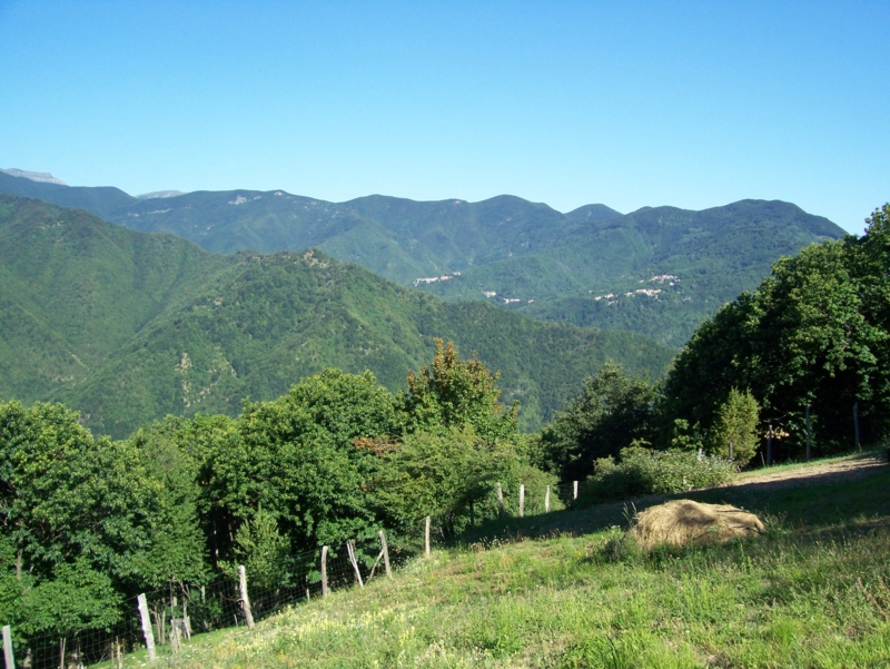  Image name: Frassignoni019.jpg 
 width: 800 pixel 
 height: 601 pixel 
 Size: 449554 bytes 
 Click to enlarge 