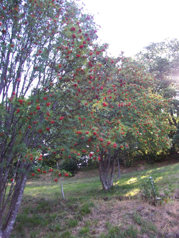  Image name: Frassignoni025.jpg 
 width: 601 pixel 
 height: 800 pixel 
 Size: 530602 bytes 
 Click to enlarge 