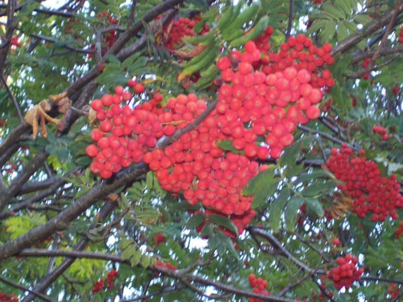  Image name: Frassignoni029.jpg 
 width: 800 pixel 
 height: 601 pixel 
 Size: 435109 bytes 
 Click to enlarge 