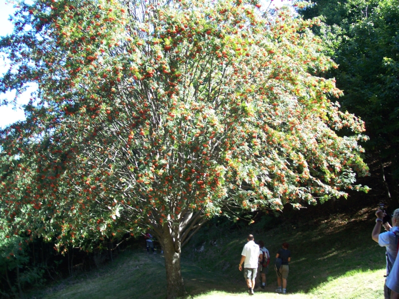  Image name: Frassignoni042.jpg 
 width: 800 pixel 
 height: 601 pixel 
 Size: 617505 bytes 
 Click to enlarge 