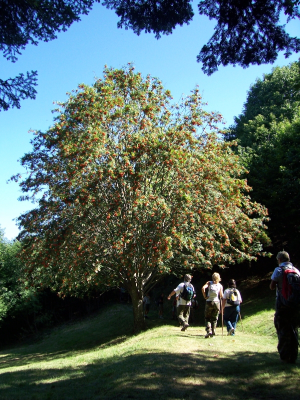  Image name: Frassignoni043.jpg 
 width: 601 pixel 
 height: 800 pixel 
 Size: 552395 bytes 
 Click to enlarge 